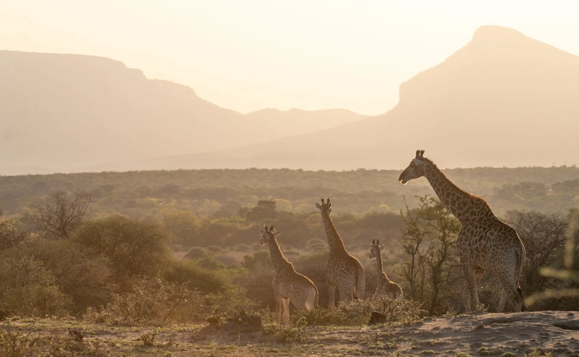 MOa14 Day 13: Greater Kruger, South Africa