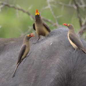 From Deck Chair to Safari Seat: Your Ultimate Guide to an Epic Post-Cruise African Overland Adventure