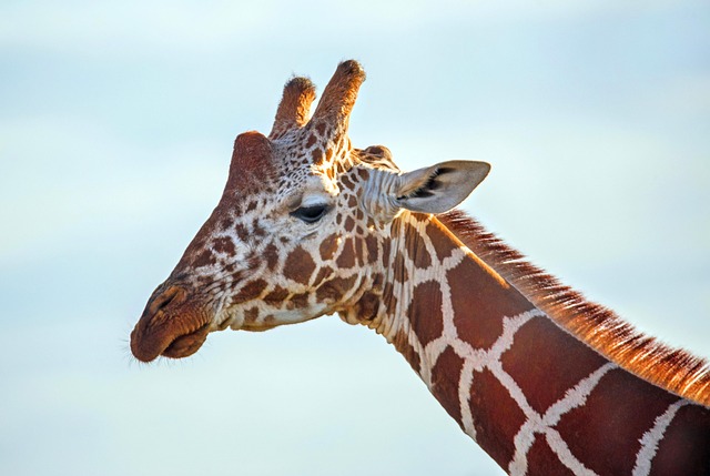 20 Day Cape Town to Victoria Falls Safari (Premier) Reviews