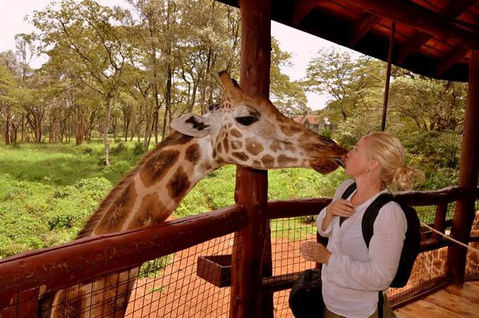 Giraffe Feeding in Africa