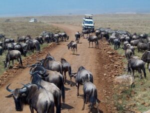 31 Day Nairobi to Johannesburg Tour