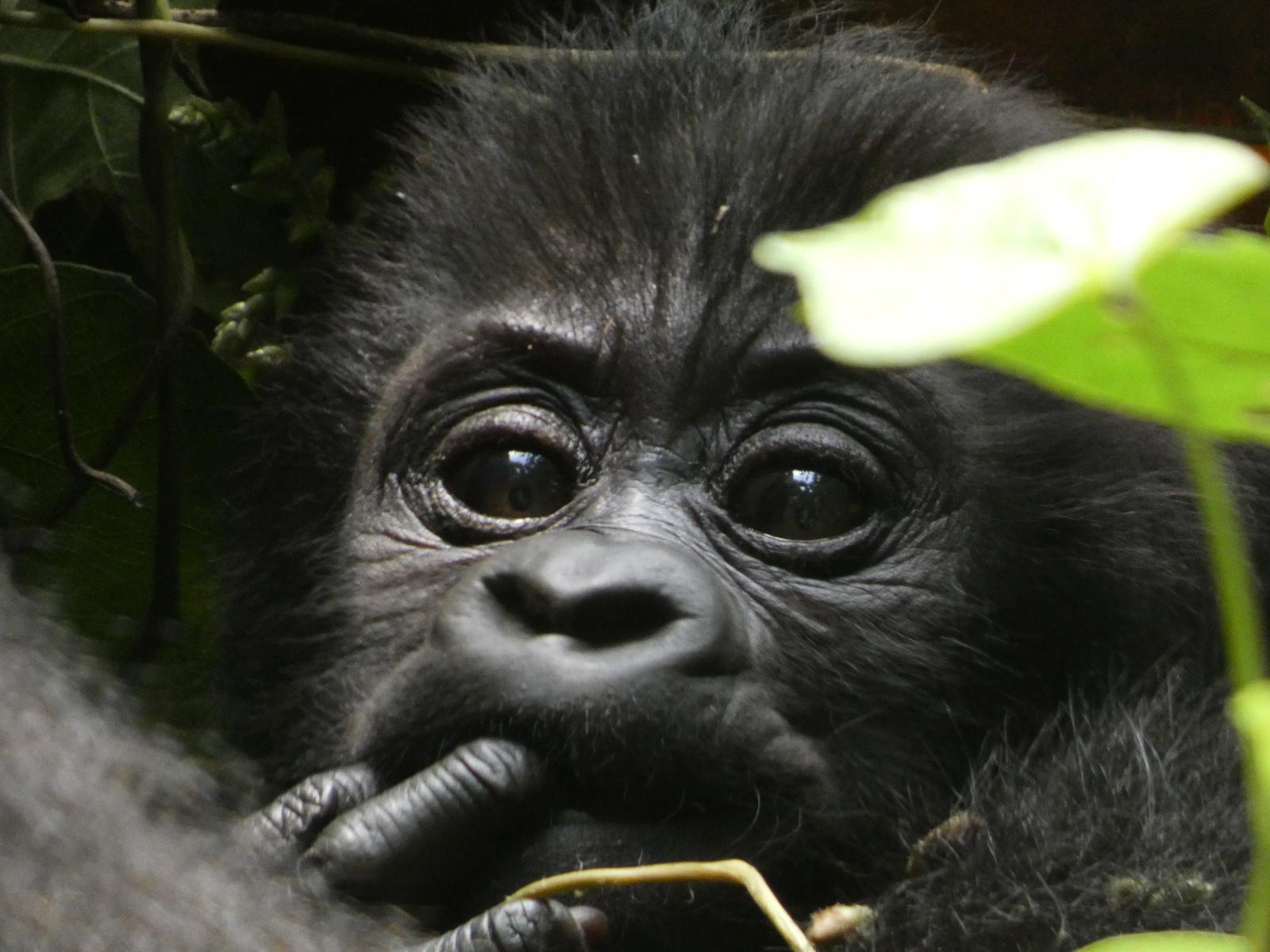 gorilla trekking adventures|Gorilla Trekking through Bwindi|Day tour of Rwanda African Overland Tours|finding hidden gems on your travels|best africa travel tips