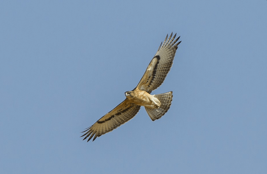 KHS7 Day 2: Samburu Game Reserve, Kenya