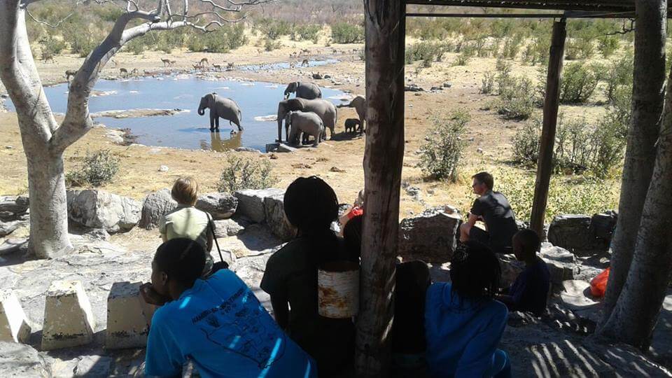 elephants at waterhole