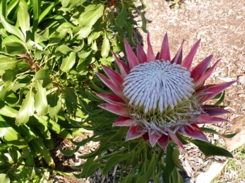 protea