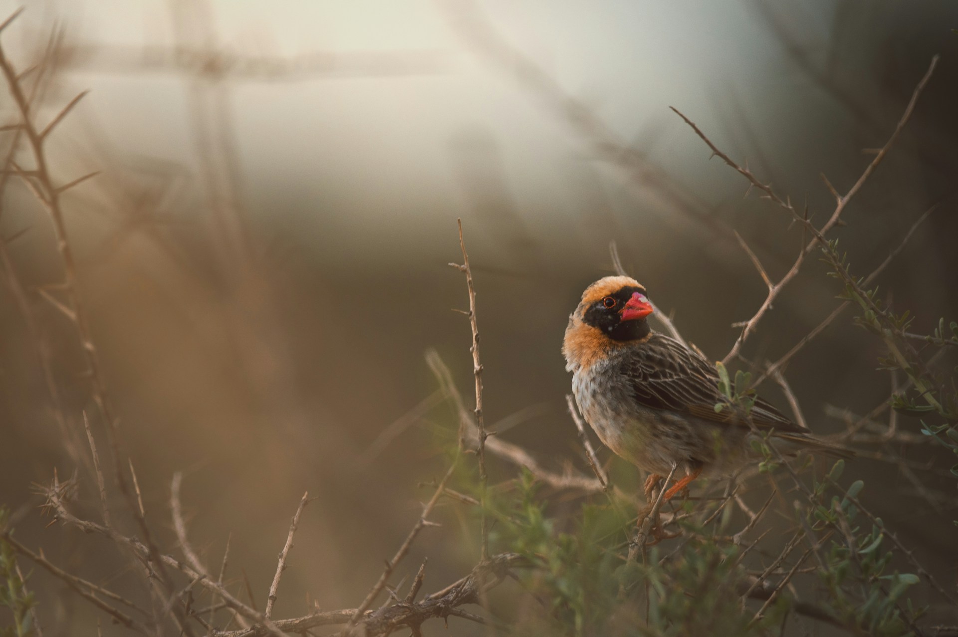 A little red-billed quelea having a rest in the late afternoon, Kgalagadi, South Africa