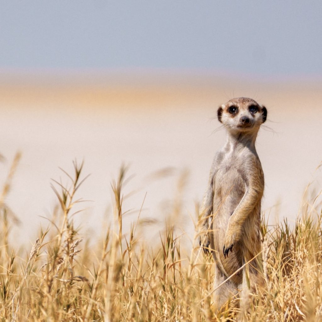 A meerkat stands to look out over a salt pan. Makadikadi Basin, Botswana