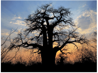 The Effect Africa Leaves With You