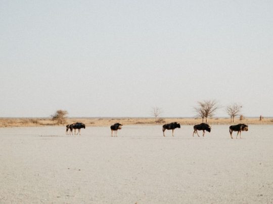 CPT-VIC24 Day 18: Maun – Makgadikgadi Pans, Botswana