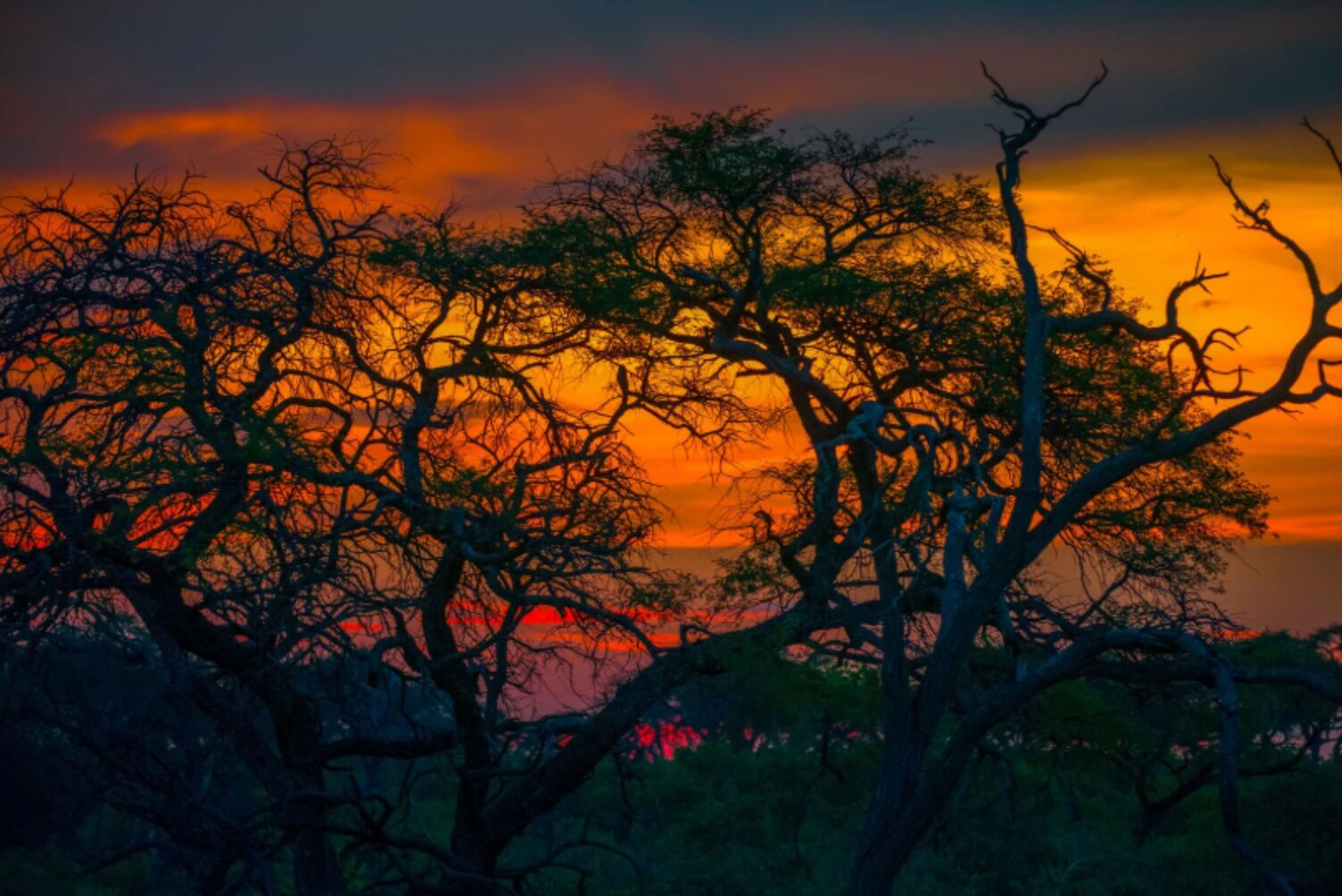 Botswana deep red sunset seen through trees(1)