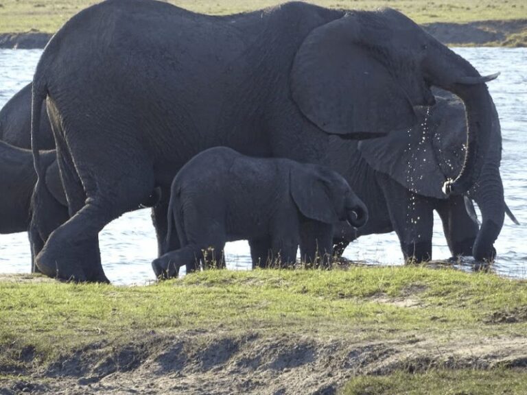 The Wildlife of Chobe National Park