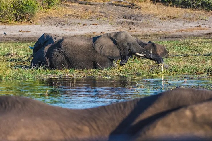 Chobe Safari Lodge Accommodation
