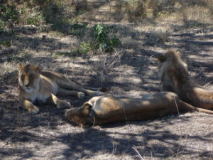 Best Game Viewing in East Africa