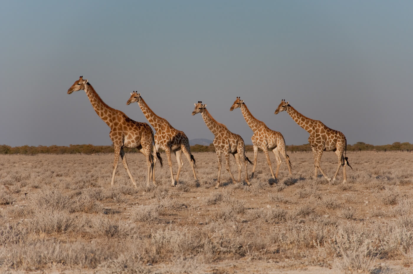 NCN56 Day 10: Etosha National Park (New) 2026