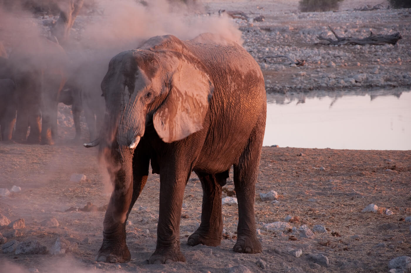 Etosha Safari