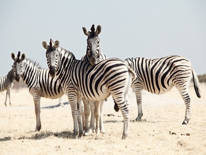 Etosha National Park|