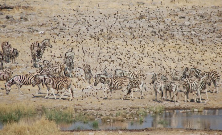 Etosha National Park Safari on a 21 Day Namibia and Botswana Overland Comfort Overland