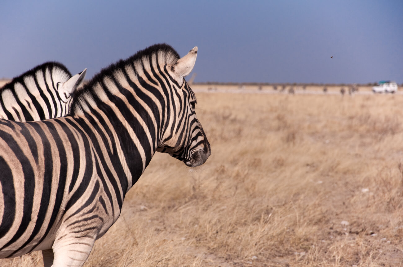 DSCC Day 21: Etosha National Park, Namibia