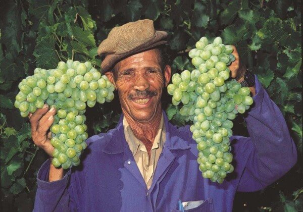 cape-town-wine-route