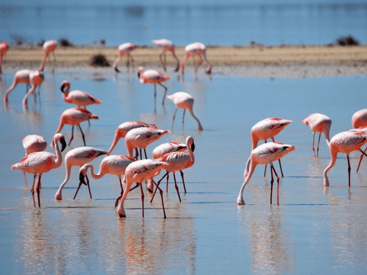 African Overland Tours - Flamingos Lake Nakuru