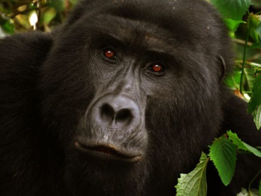 NCN56 Day 52: Lake Bunyonyi – Gorilla Trekking 2026