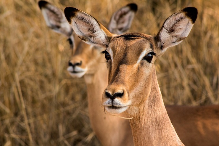Kruger National Park 18 Day Eco Explorer