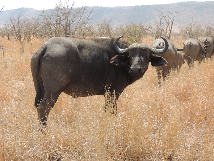 Kruger National Park 18 Day Eco Explorer