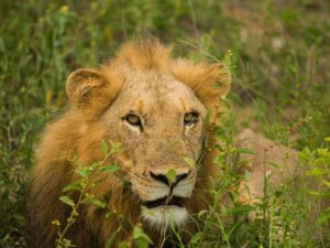 20 Day South Africa Highlights Small Group Guided Tour