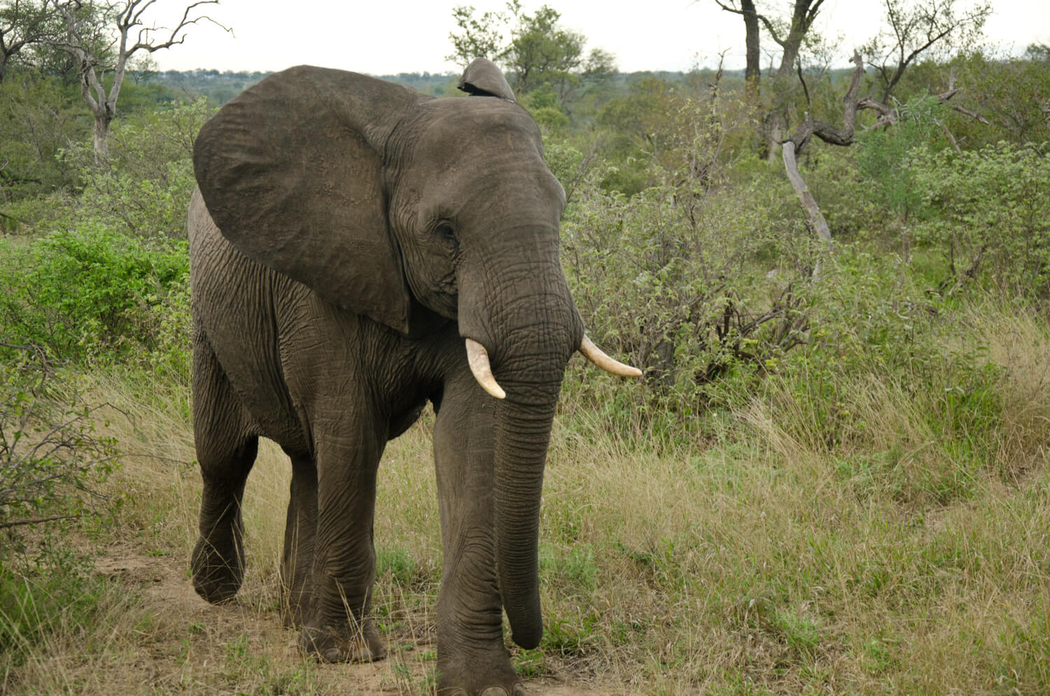 DSCC Day 5: Kruger National Park, South Africa