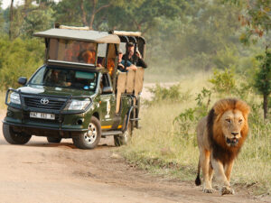 4 Day Kruger Safari