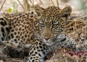 9 Day Botswana Safari: Wildlife and Wilderness Encounter