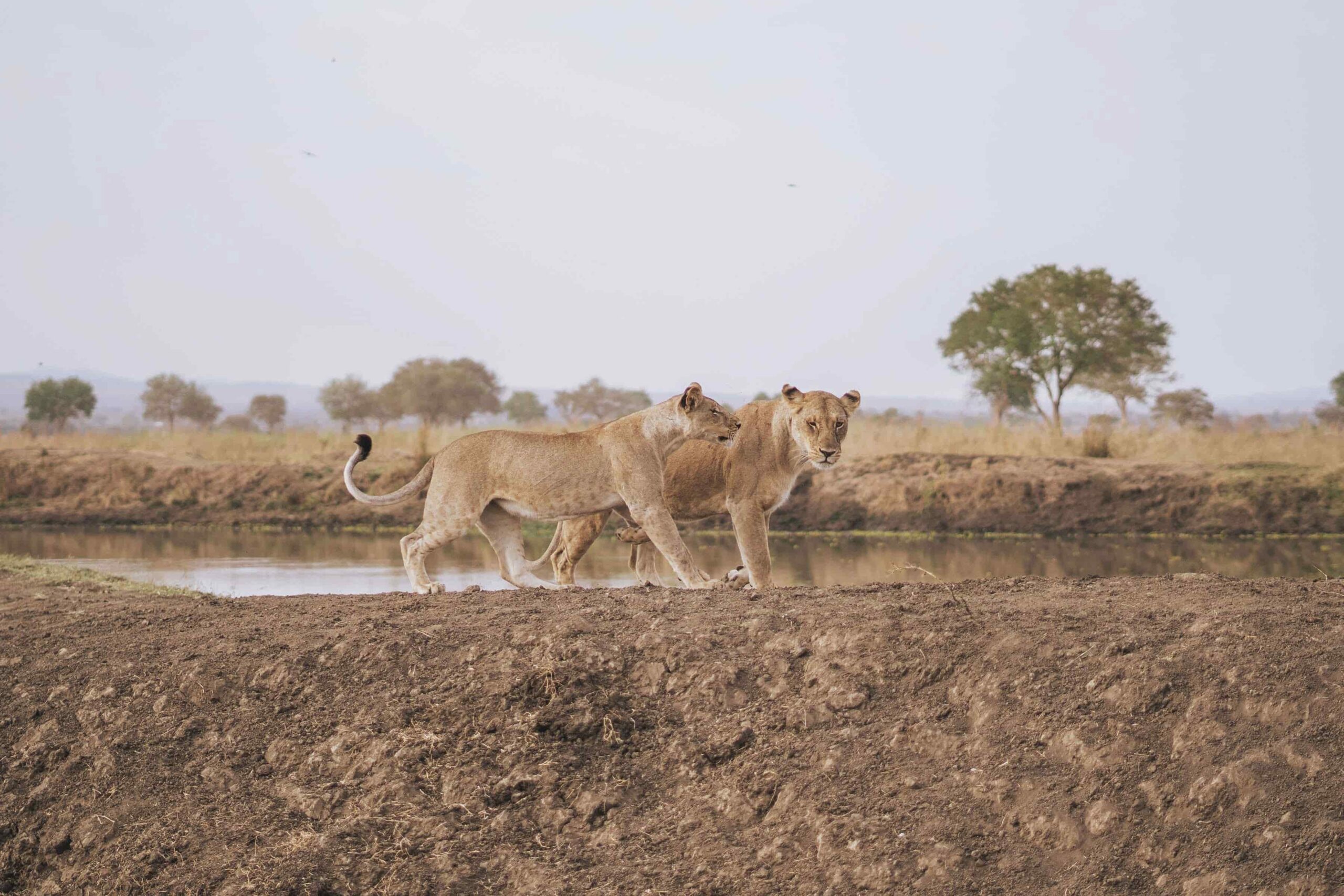 female lions in nature