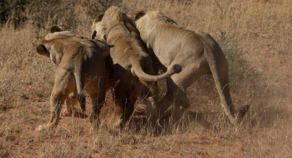 Lion_kill_safari