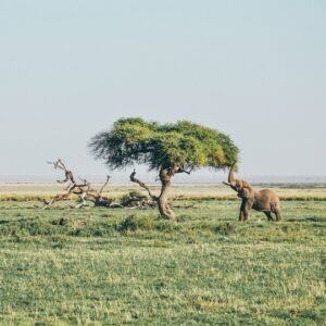 14 Day Wonders of East Africa: Kenya & Tanzania Safari