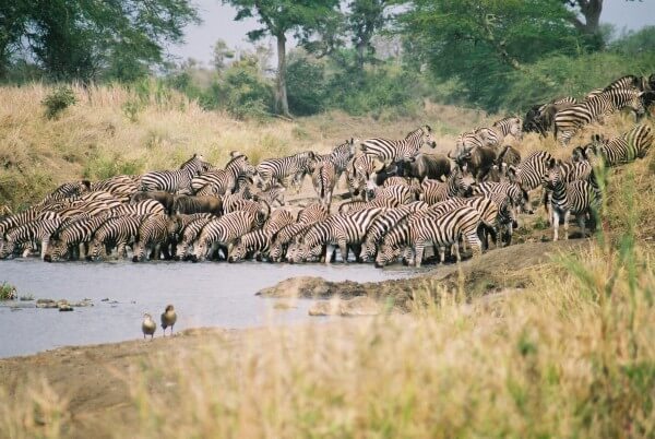 Migration Zebras|budget-safari-in-kenya