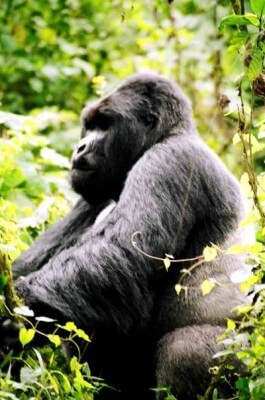 NACN56 Day 52: Gorillas (Lake Bunyonyi), Uganda