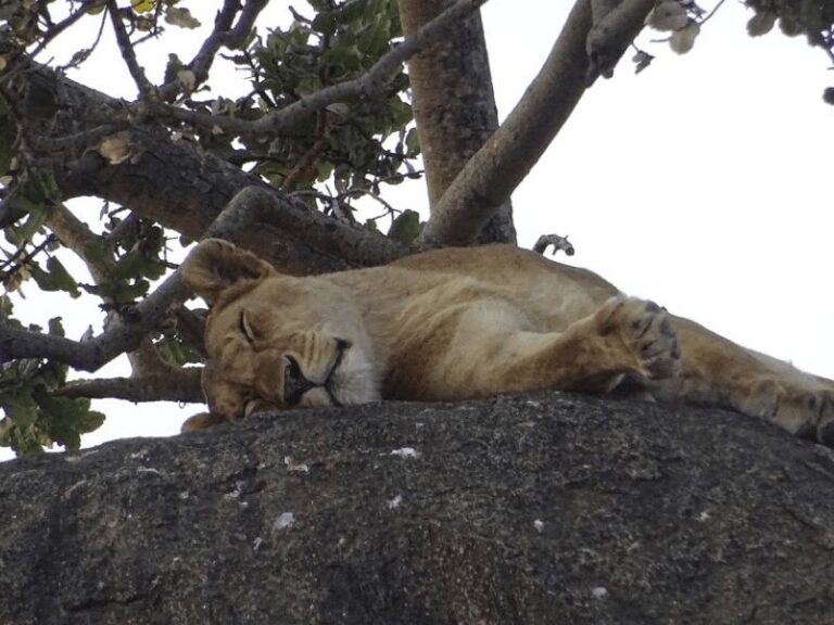 Ngorongoro and Serengeti