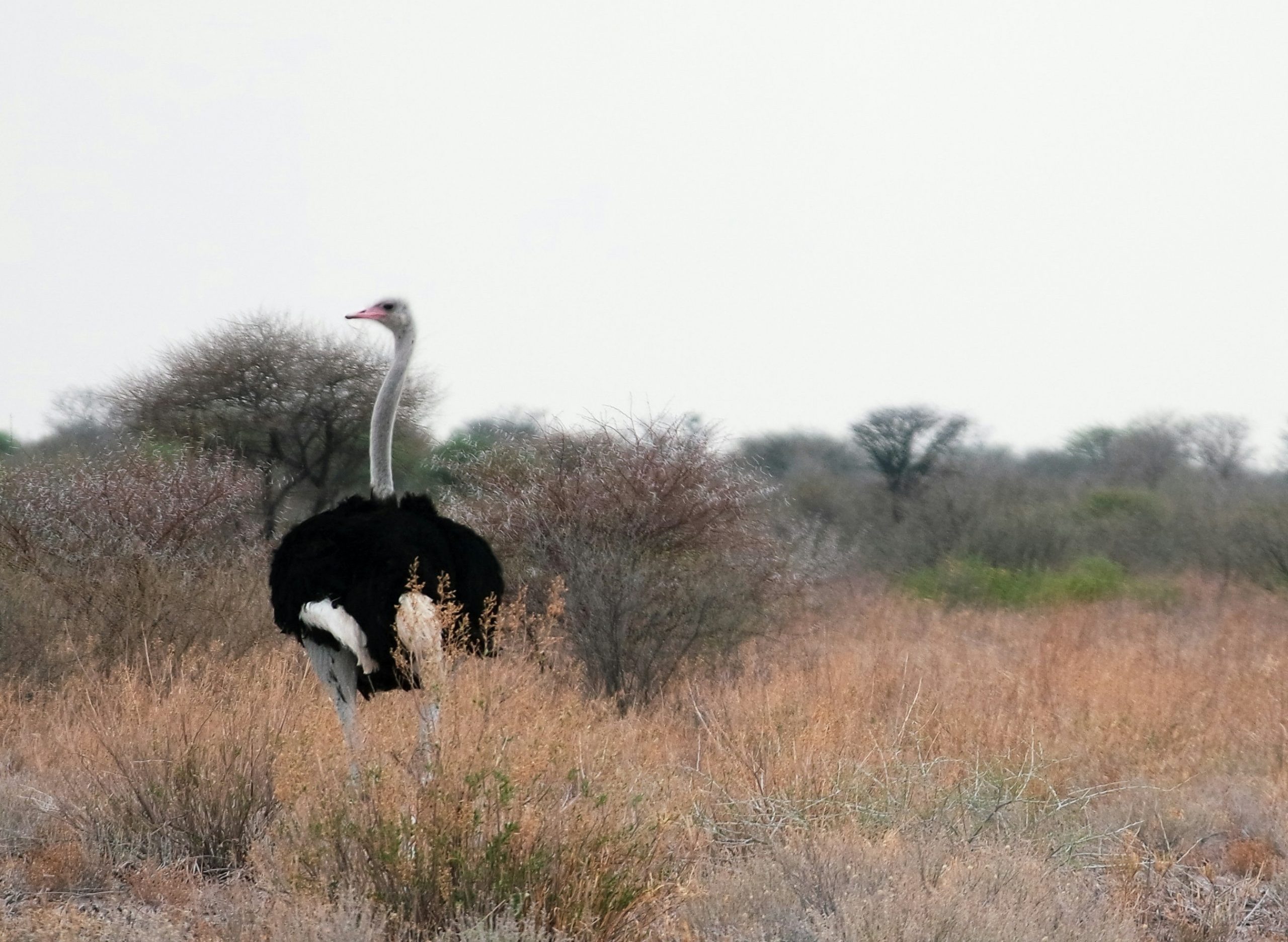 Ostrich in Kalahari Desert