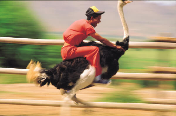 Ostrich riding oudtshoorn