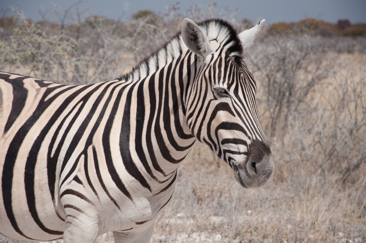 YXOF Day 12: Etosha National Park, Namibia