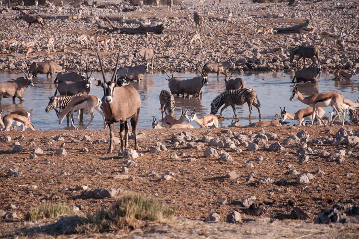 YXOF Day 12: Etosha National Park, Namibia