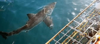 Shark Cage Diving
