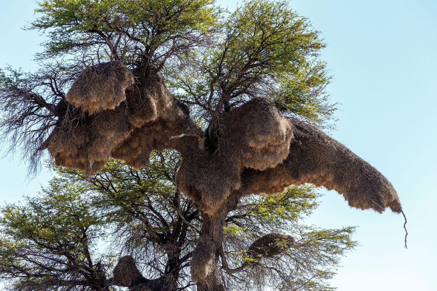 Sociable weaver giant nest in camelthorn acacia tree, Kalahari Desert(2)