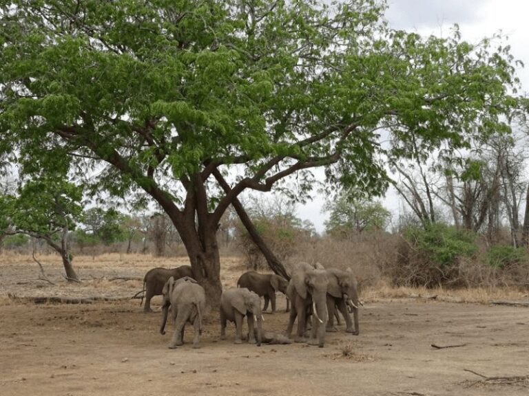 South Luangwa National Park
