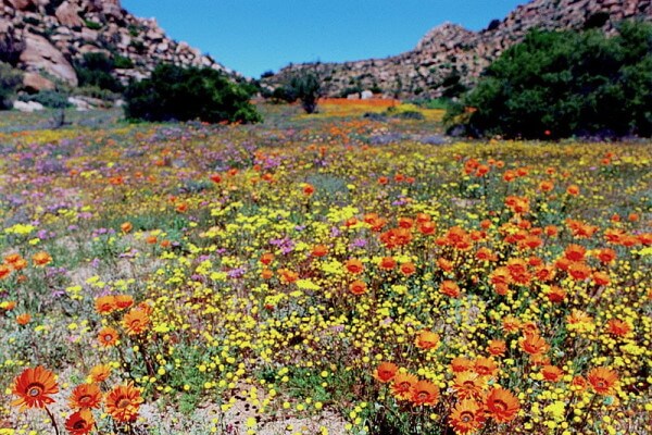 Spring_in_Namaqualand