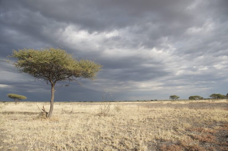 The Inspiring Kalahari Desert: A Journey Through the Thirstland