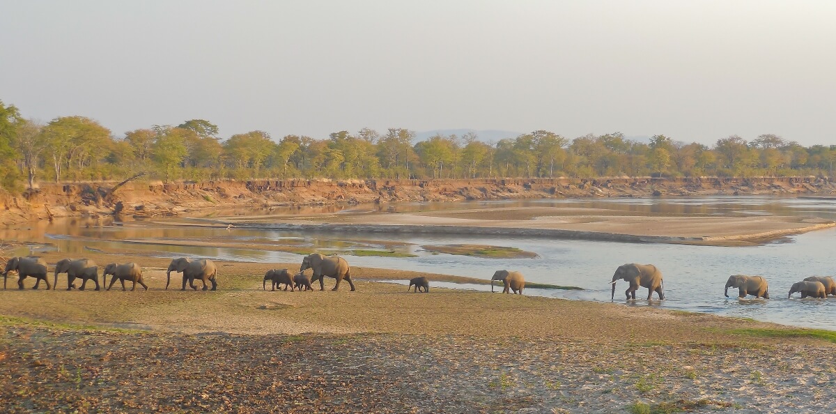 Zambia South Luangwa elephant zambia