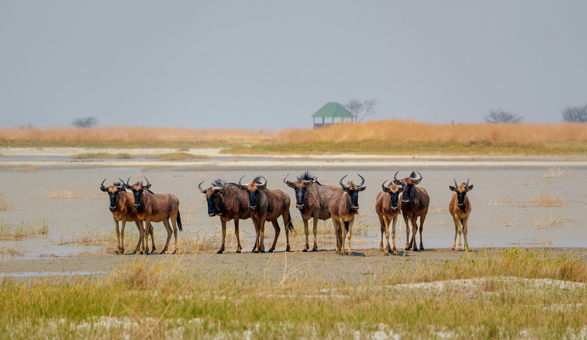 Wildebeests in Makgadikgadi Pans, Botswana's Kalahari Desert