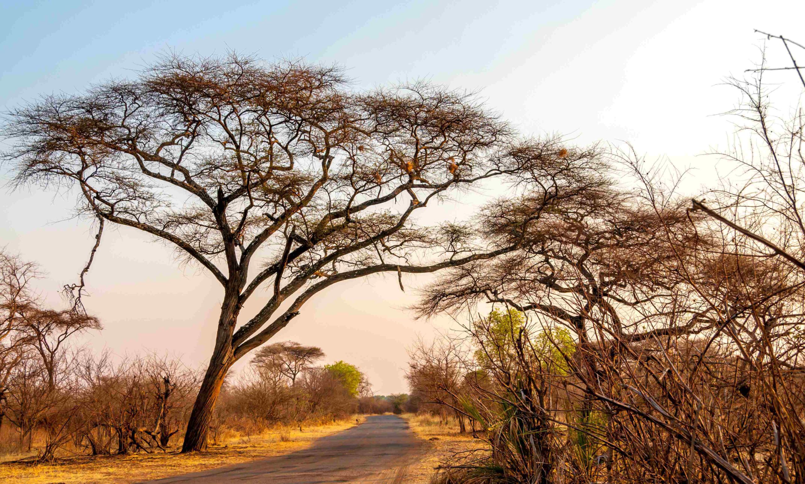 Zimbabwe tours and safaris