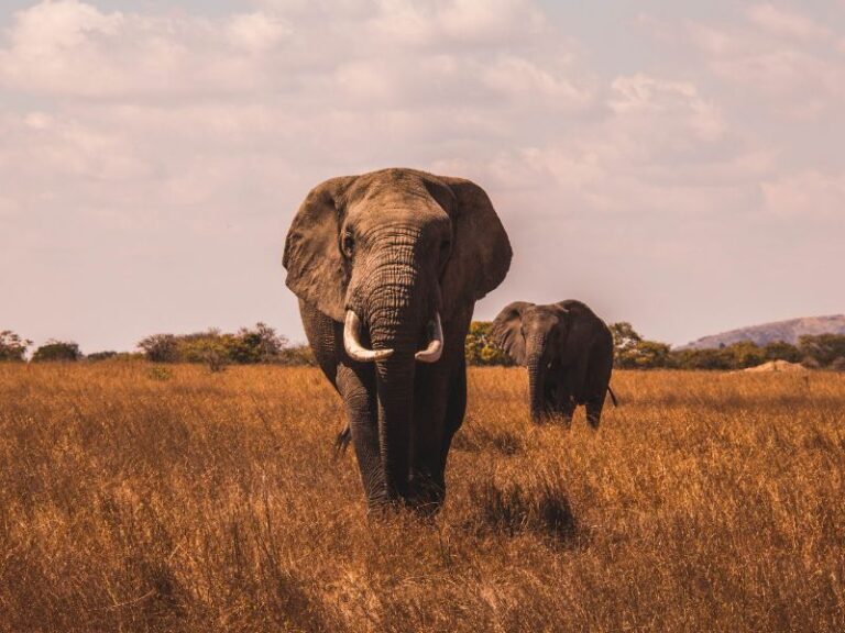 In David Attenborough’s Footsteps: Top 5 African Destinations to live out your own wildlife documentary